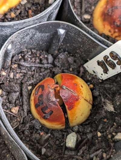 (June 10, 2026) Update -- Looks like something ate the top