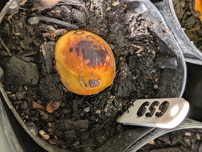 (June 10, 2026) Update -- Still no sign of sprouting