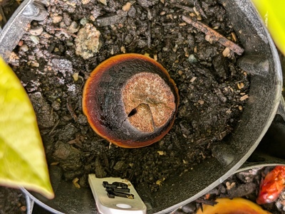 (June 10, 2026) Update -- Still no sign of sprouting