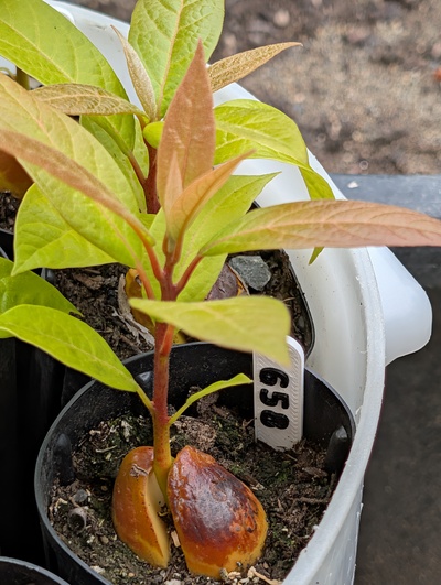 (June 11, 2026) Update -- Growing nicely