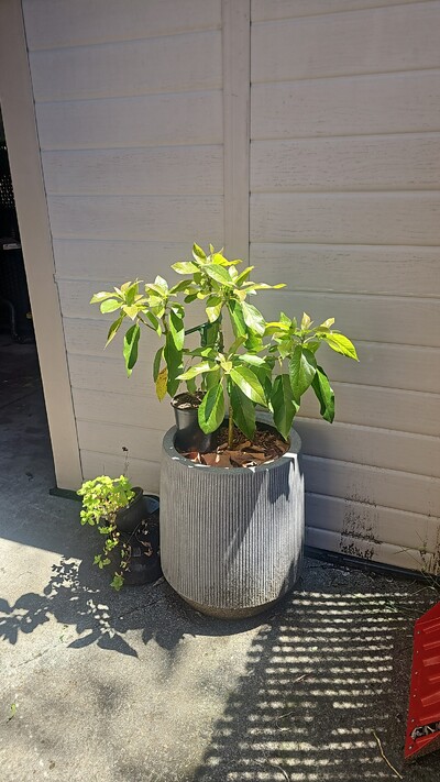 (June 13, 2026) Photo update -- Did great all winter and growing 