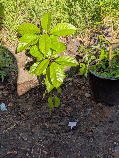 (June 19, 2026) Transplanted -- This tree had to be moved today, hopefully it'll settle in OK in the new home.