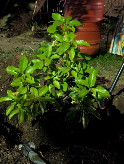 (June 19, 2026) Transplanting -- Gave up until tomorrow, the root ball is not quite free