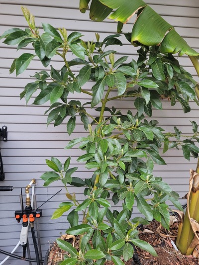 (July 2, 2026) Thriving in new location.   -- Transplanted 2025-08, thriving in new south wall location. 