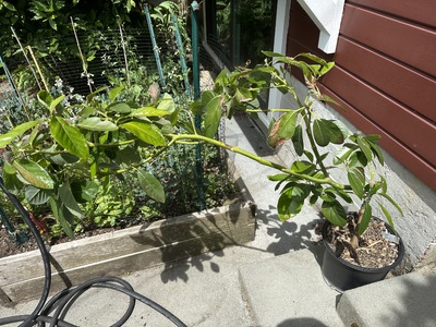 (July 8, 2026) Summer Update -- This grafted tree is doing rly well, I will be keeping it inside another year though.