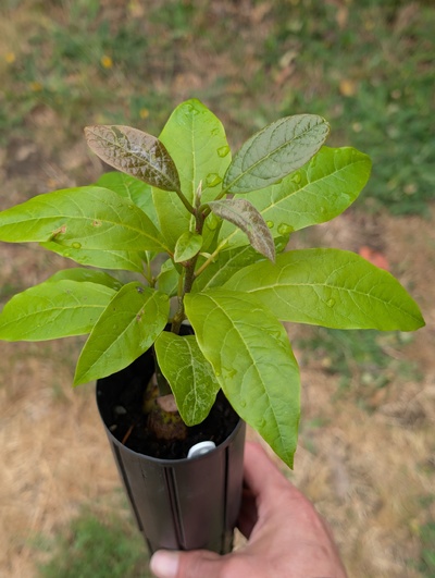 (July 17, 2026) Update -- Alive and well 