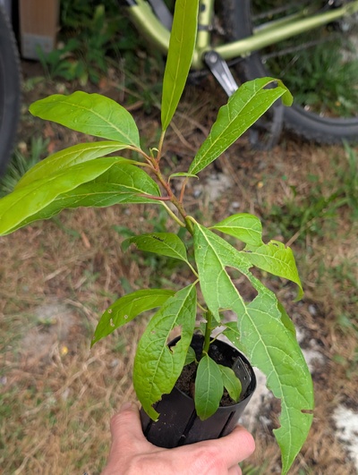 (July 17, 2026) Update -- Tree was distributed yesterday, will likely be assigned soon.