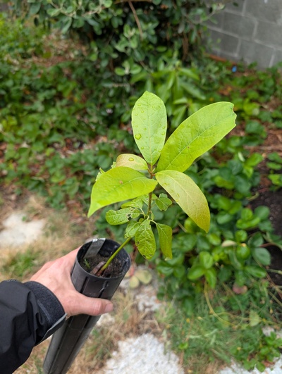 (July 17, 2026) Update -- Tree was distributed yesterday, will likely be assigned soon.
