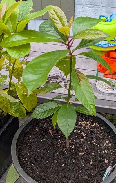 (July 17, 2026) Distributed -- Tree was distributed yesterday, will likely be assigned soon.