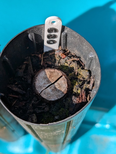(July 24, 2026) Update -- Still no sprout. Seed looks alive but only barely.