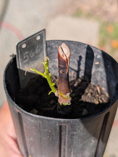 (July 24, 2026) Update -- Something seems to be eating the new growth and causing it to enter a death spiral since the graft failed