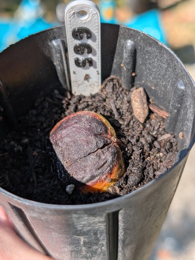 (July 24, 2026) Update -- Seed appears to be alive but still no growth
