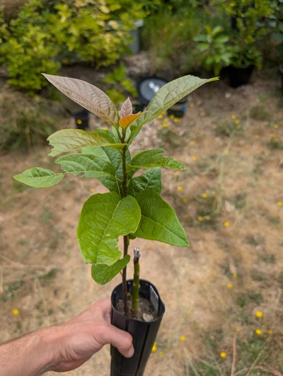 (August 16, 2026) Update -- Graft failed and rootstock regrew 