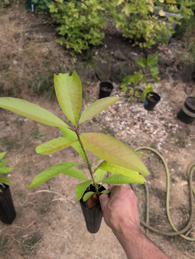 (August 22, 2026) Tree assigned -- ...and distributed.