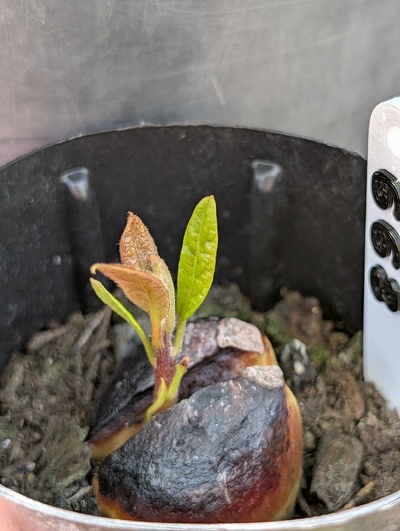 (September 1, 2026) Update -- Finally sprouting now