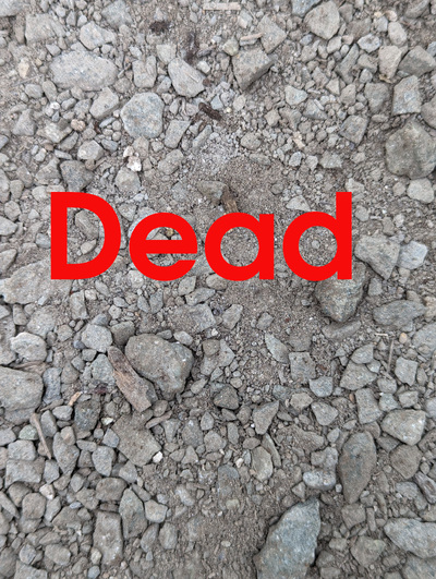 (September 7, 2026) Dead -- Did not survive winter.