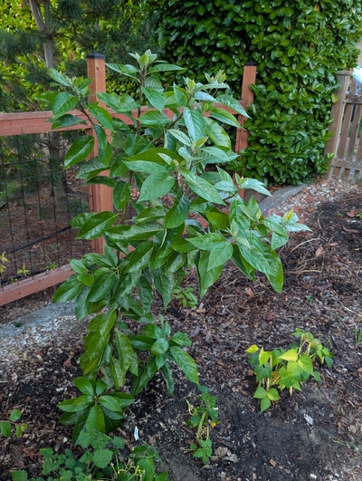 (September 10, 2026) Update -- Grew very nicely this year, still in the middle of a vigorous flush.