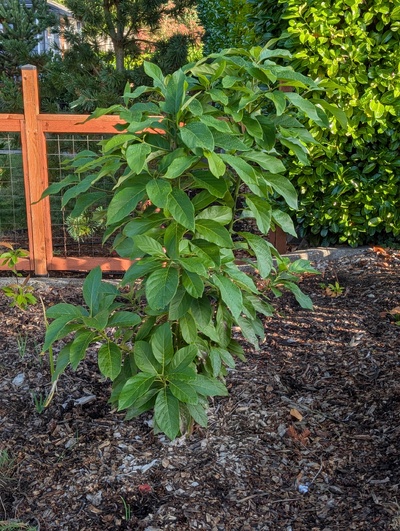 (September 30, 2026) Update -- Has grown very vigorously this year.