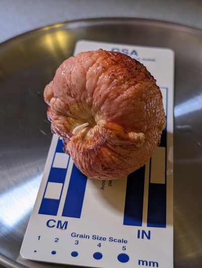 (October 19, 2026) Update -- One very tiny root