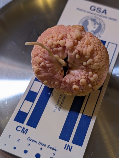 (October 19, 2026) Sprouting -- Pretty thick root coming out