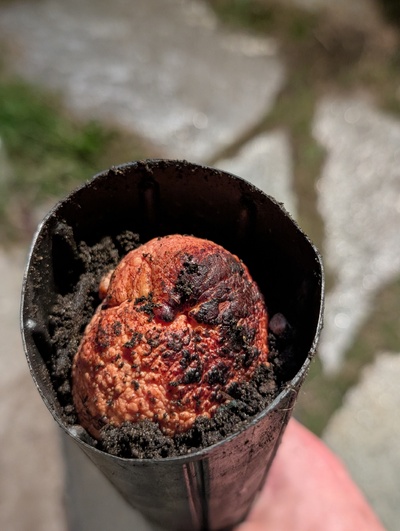 (October 23, 2026) Planted -- Finally went in soil