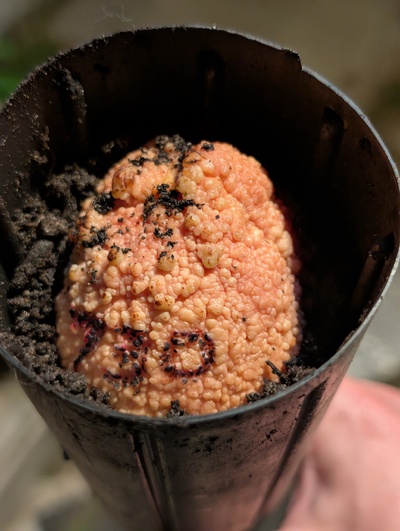 (October 23, 2026) Planted -- Went in soil