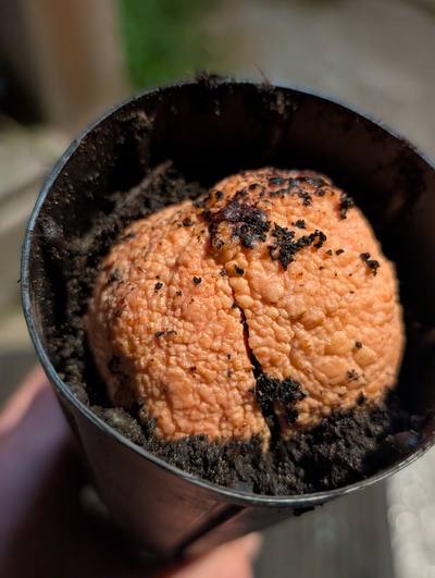 (October 23, 2026) Planted -- Went in soil
