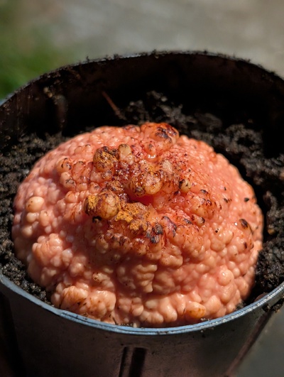 (October 23, 2026) Planted -- Went in soil