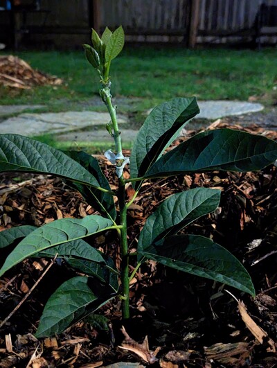 (October 25, 2023) Report -- Grafted with Northrup in summer 2023 after a disappointing kill temperature for the stems the last two winters.