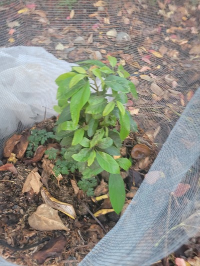 (October 26, 2023) Pre-Winter Report  -- Tree bare rooted for import into Canada late June of 2023. Planted in ground early July.  Tree has branched out tremendously via Duke graft. Long Southgate graft appears to have taken and is pushing new growth.  