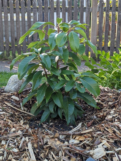 (October 26, 2023) Update -- Last winter's hardiest first-year seedling, and grew nicely this year. Seems ready to start a flush, but hopefully the mild frost this weekend will convince it to stop that.
