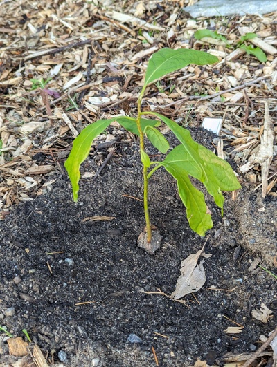 (October 26, 2023) Report -- Planted out just last week, but seems to have survived the bareroot treatment to separate from its clone in their shared starter pot.
