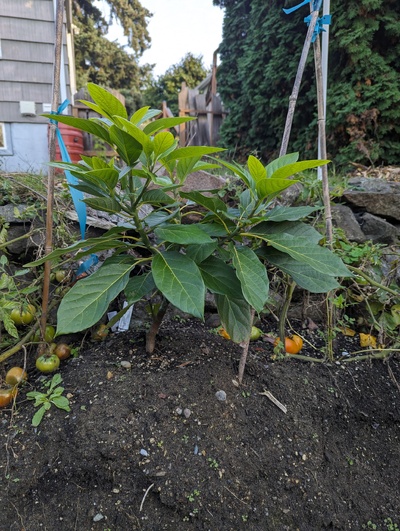 (October 26, 2023) Update -- Has grown well outside since planting out in early summer. Still the only Ganter graft, so I'll be collecting scionwood soon just in case.
