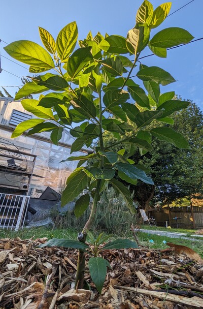 (October 26, 2023) Report -- The Jade graft is still growing vigorously. The small rootstock branch also has a tender flush, though less vigorous.