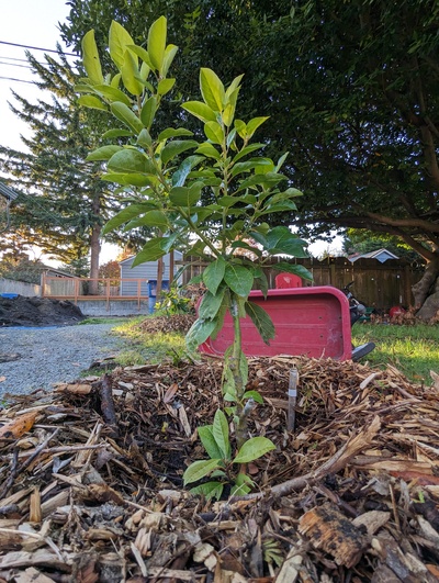 (October 26, 2023) Report -- The Poncho graft appears to have gone dormant already, along with the small rootstock branch.