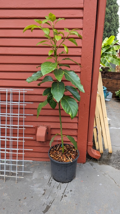 (October 27, 2023) Pre-Winter Report -- The tree has seemed healthy in over the spring/summer/fall that I've had it. It's still in its original pot and has received regular summer water. During the hottest Portland summer heatwave it suffered some leaf burn on new leaves but has since recovered with some branching and new leaf flushes that still haven't fully hardened off. These may have trouble with the upcoming cold weather, we'll see.

I intend to protect it this winter since its still in a pot, and plant out next spring after the worst weather has past.