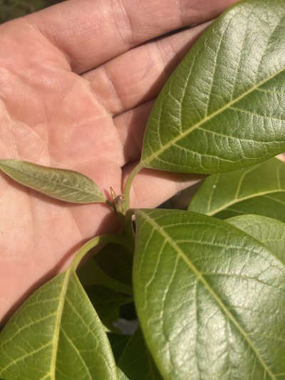 (October 27, 2023) Frost damage  -- None so far, but it was a light frost 