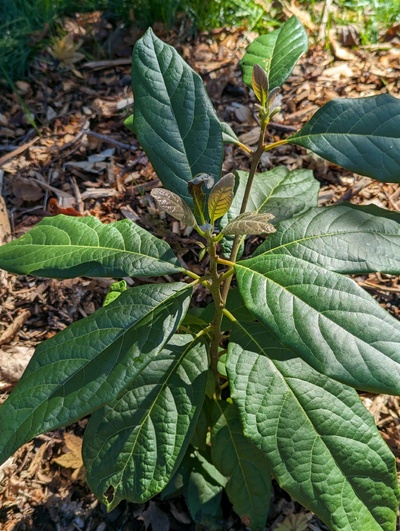 (October 28, 2023) Frost report -- Slight damage on a few still-expanding tender leaves from 30°F.