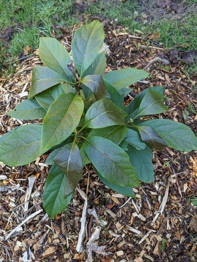 (October 28, 2023) Frost report -- Moderate damage to nearly-hardened leaves, no damage to hardened leaves, from 30°F.