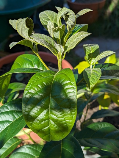 (October 28, 2023) Frost report -- Slight damage to tender emerging leaves from 30°F.