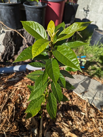 (October 28, 2023) Frost report -- No sign of damage even on tender new growth from 30°F.