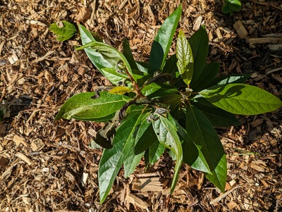 (October 28, 2023) Frost report -- Moderate damage to some of the unhardened leaves from 30°F.
