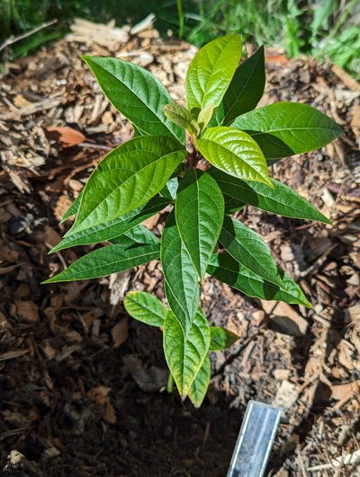 (October 28, 2023) Frost report -- No sign of damage from 30°F, even on tender new leaves.