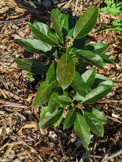 (October 28, 2023) Frost report  -- Moderate damage on even hardened leaves from 30°F, with more severe damage to new emerging flush.