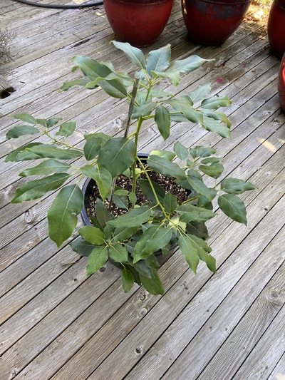 (October 29, 2023) pre-winter report -- July 2023, up-potted into a 10gal "squat pot". Graft below soil-line to try to isolate the impact of cold to just the grafted cultivar.  Zutano rootstock was buried mostly horizontally (similar to approach of planting a tomato deep.)

Photo for pre-winter report was taken Oct 24, 2023