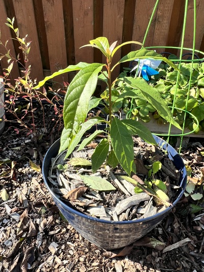 (October 30, 2023) Pre frost -- After the graft on #173 was broken off and died, the rootstock decided it wanted to grow... so I let it. It did not get very big fire to the late start, but it's healthy and happy.