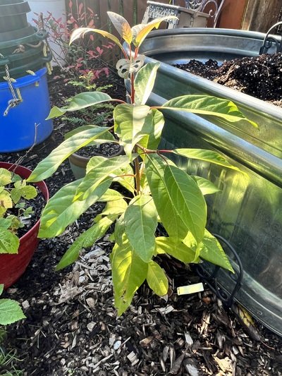 (October 30, 2023) Pre frost -- Grew in-ground all year worth good sun exposure and a drip line irrigation. Growth was ok, but not as vigorous as other trees in the experiment.