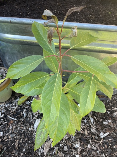 (October 30, 2023) Post frost/freeze -- Multiple nights of high 20's flowered by warming in the day. Damage on newer leaves but brand new growth looks good. Not covered.