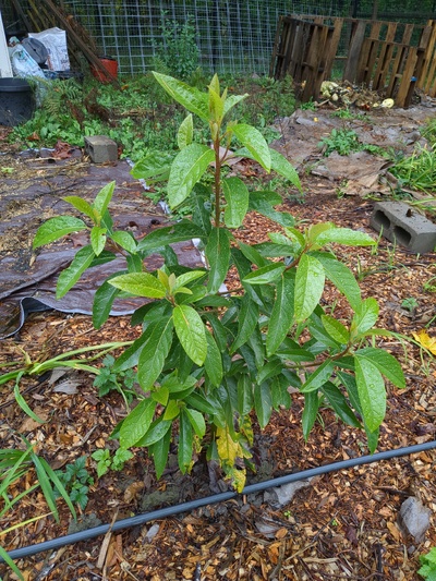 (November 1, 2023) Pre winter photo -- Tree looks heathy before first frost