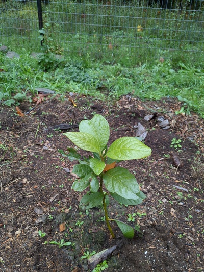(November 1, 2023) pre-winter report -- Tree has suffered due to mole tunneling at the roots but looks healthy